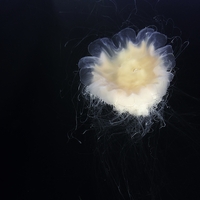 Øjesten/Redmoon ,  ,  193483872230