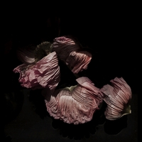 Sketches, Singles, Outtakes, Vol. 5 ,  ,  195081572970