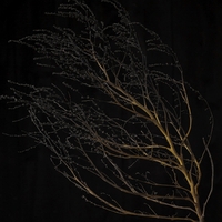 Formning 1 ,  ,  195081172637