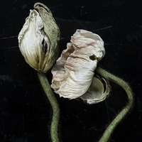 #2 ,  ,  5710261058928