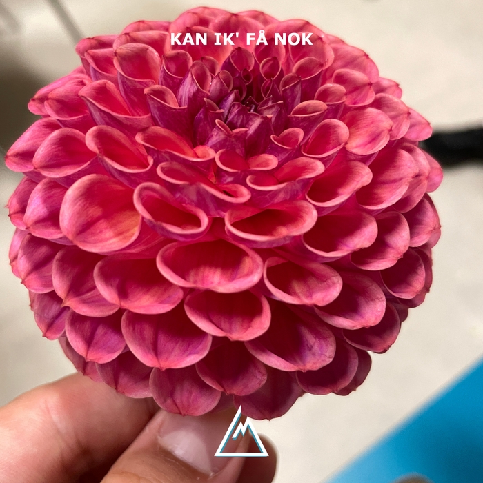 Kan ik' få nok ,  ,  197190256956