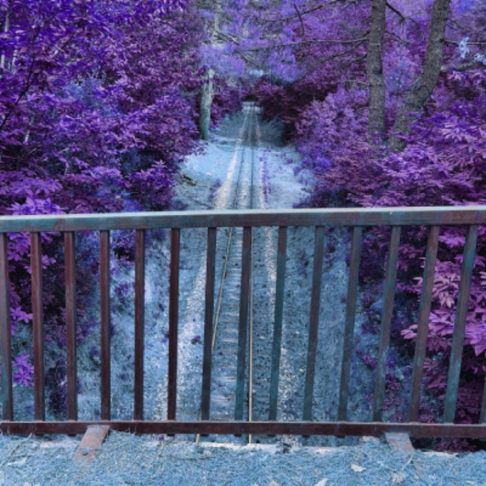 a cactus apology ,  ,  197190781656