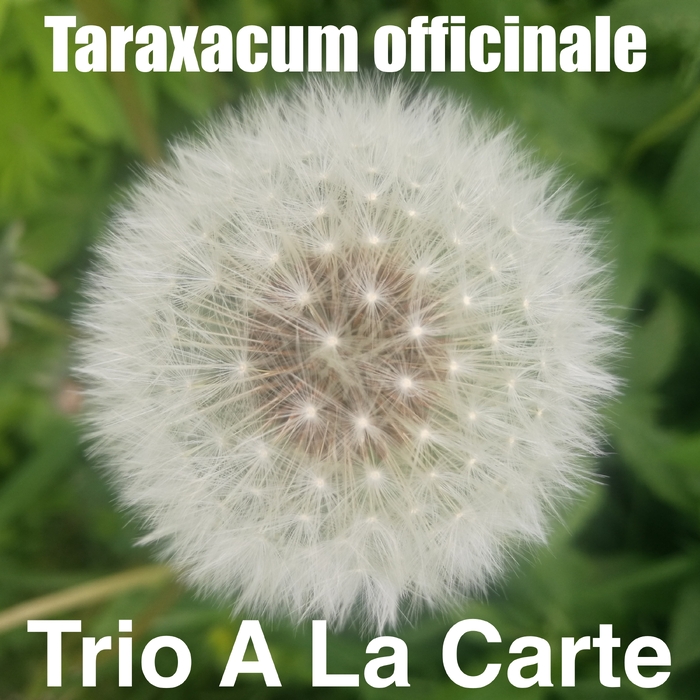 Taraxacum officinale ,  ,  198588940099