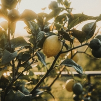 Lemon tree ,  ,  198588965184