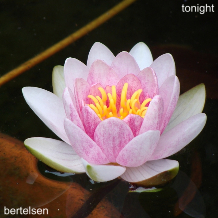 Tonight ,  ,  199066745359