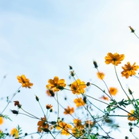Spring ,  ,  199066855560