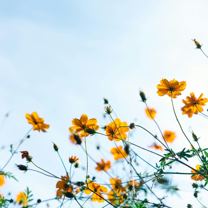 Spring ,  ,  199066855560