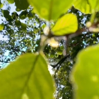 Æg ,  ,  199066796320