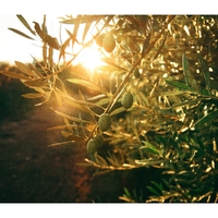 Olive Tree ,  ,  199350091292