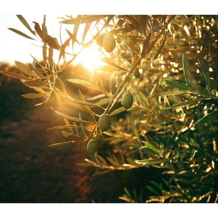 Olive Tree ,  ,  199350091292