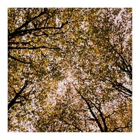 Herren Lever ,  ,  199350158674