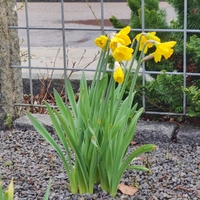 Forårstid ,  ,  199350255267