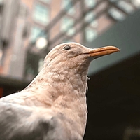 teglholmen ,  ,  199538184587