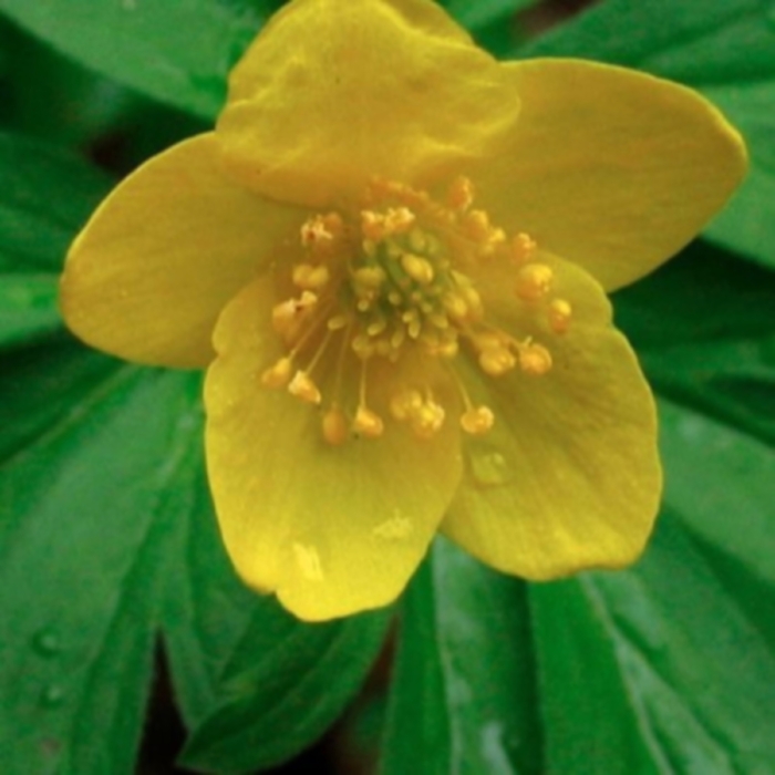Smørblomsten ,  ,  820233328784