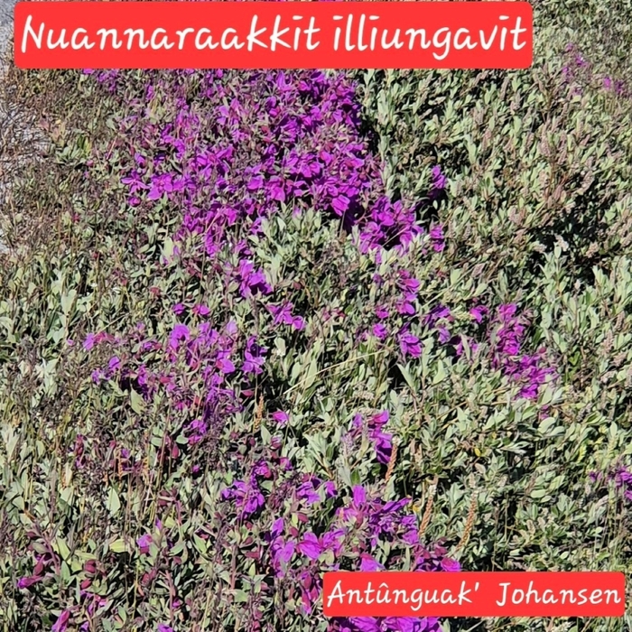 Nuannaraakkit illiungavit ,  ,  885288684957